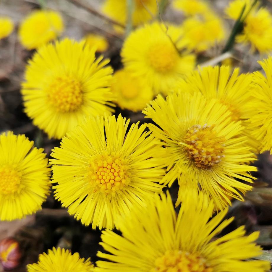 RAUSCH Tussilage Baume antipelliculaire  