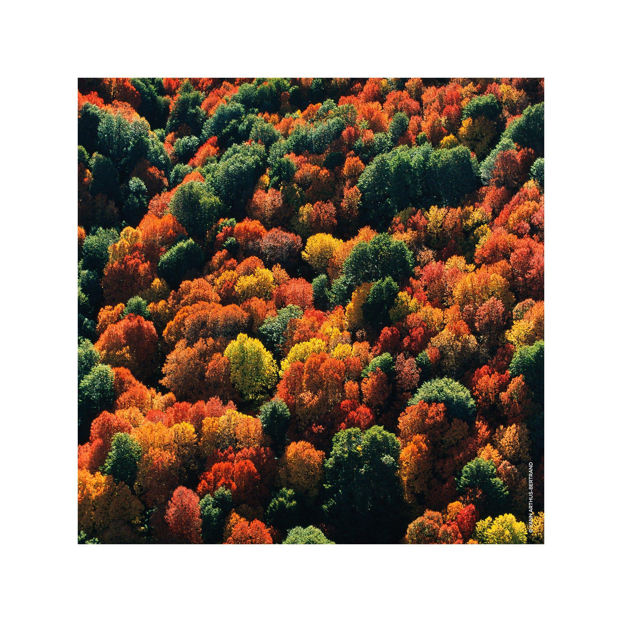 Guerlain Aqua Allegoria Forte Oud Yuzu Eau de Parfum Refill  