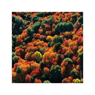 Guerlain Aqua Allegoria Forte Rosa Palissandro Eau de Parfum Refill  