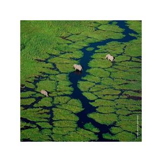 Guerlain Aqua Allegoria Bergamote Calabria Eau de Toilette  