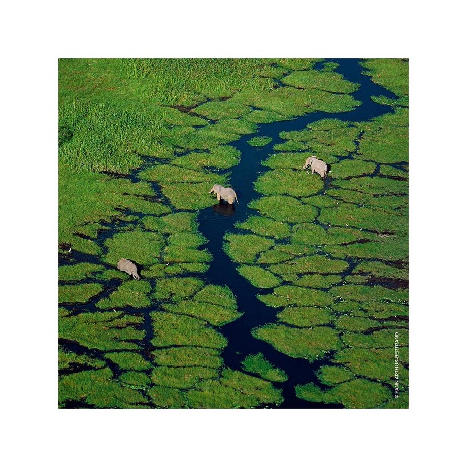 Guerlain Aqua Allegoria Bergamote Calabria Eau de Toilette  