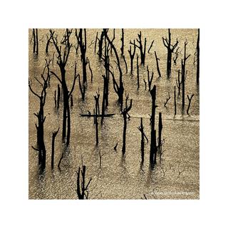 Guerlain Aqua Allegoria Forte Rosa Rossa Eau de Parfum  