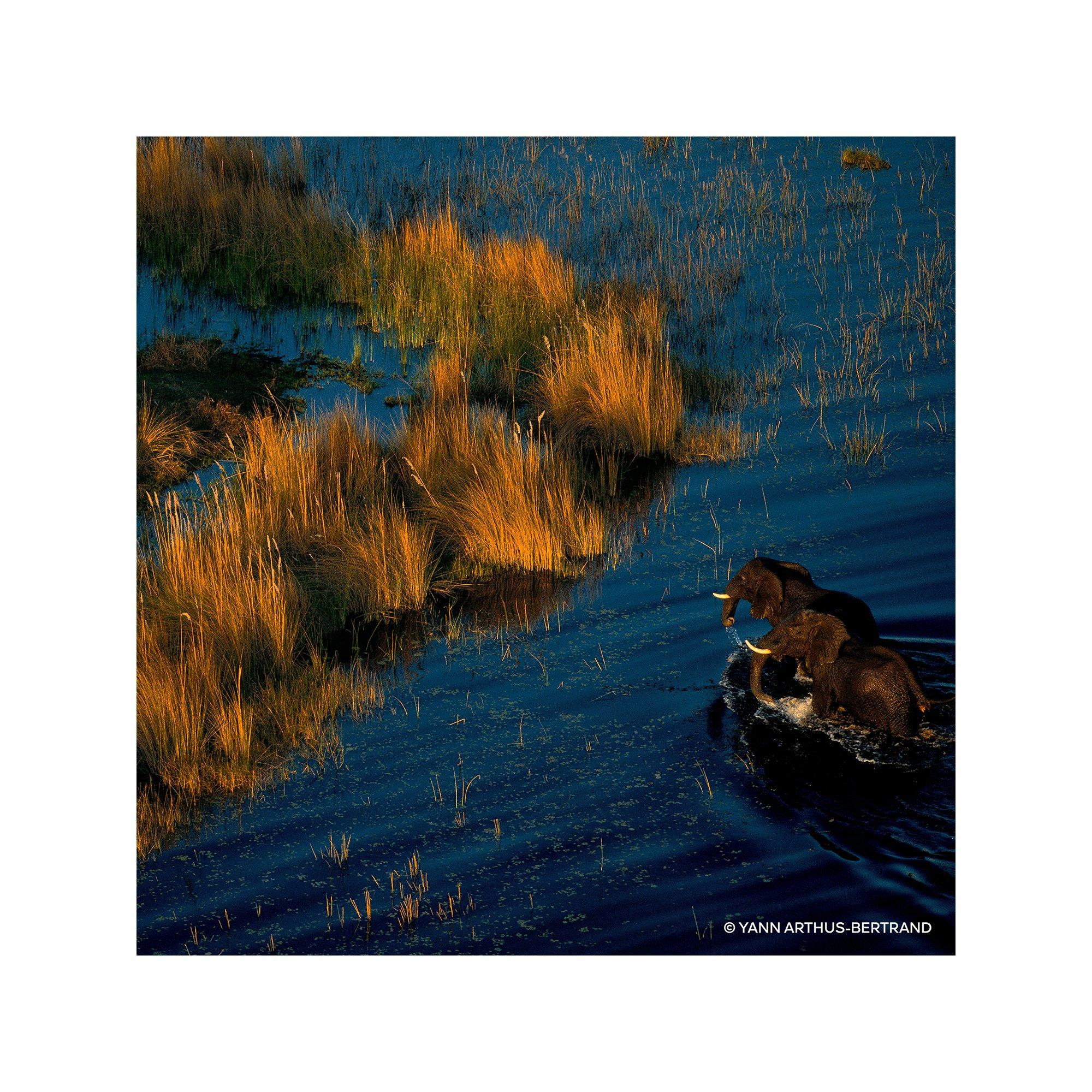 Guerlain Aqua Allegoria Forte Mandarine Basilic Eau de Parfum  