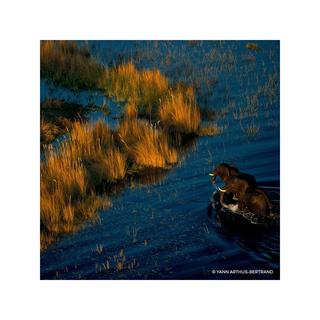 Guerlain Aqua Allegoria Forte Mandarine Basilic Eau de Parfum  