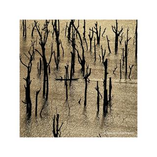 Guerlain Aqua Allegoria Forte Nerolia Vetiver Eau de Parfum  