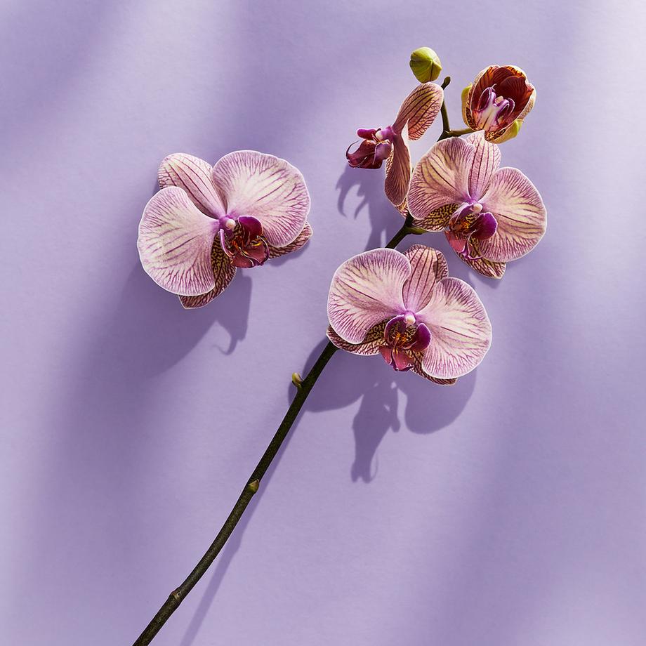 NIVEA  Douche de soin Diamond Argan Oil 