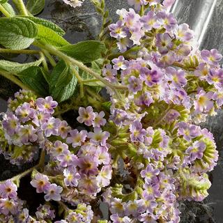 DOLCE&GABBANA Q by Dolce & Gabbana Eau de Parfum Intense  