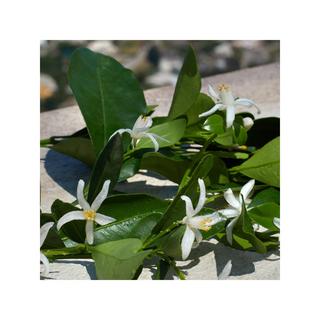 DOLCE&GABBANA Devotion Eau de Parfum Refill  