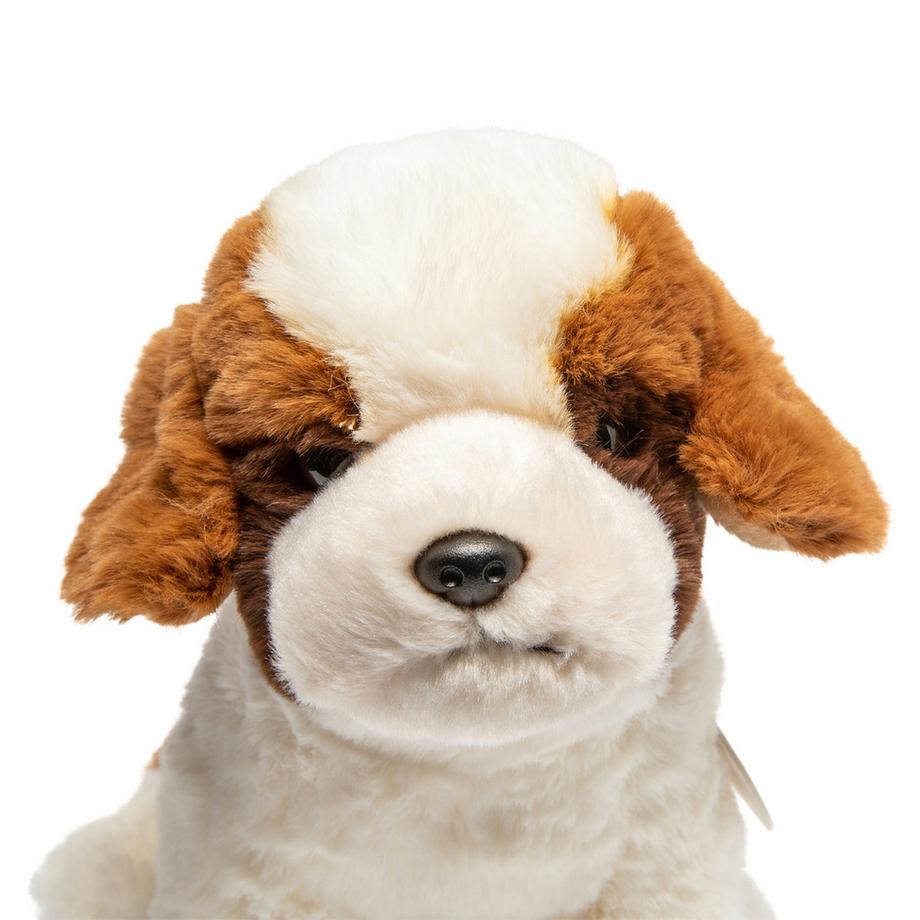 Leosco  Perro San Bernardo 