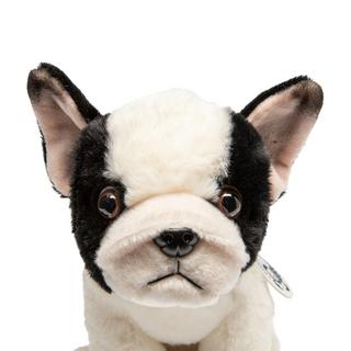 Leosco  French Bulldog 