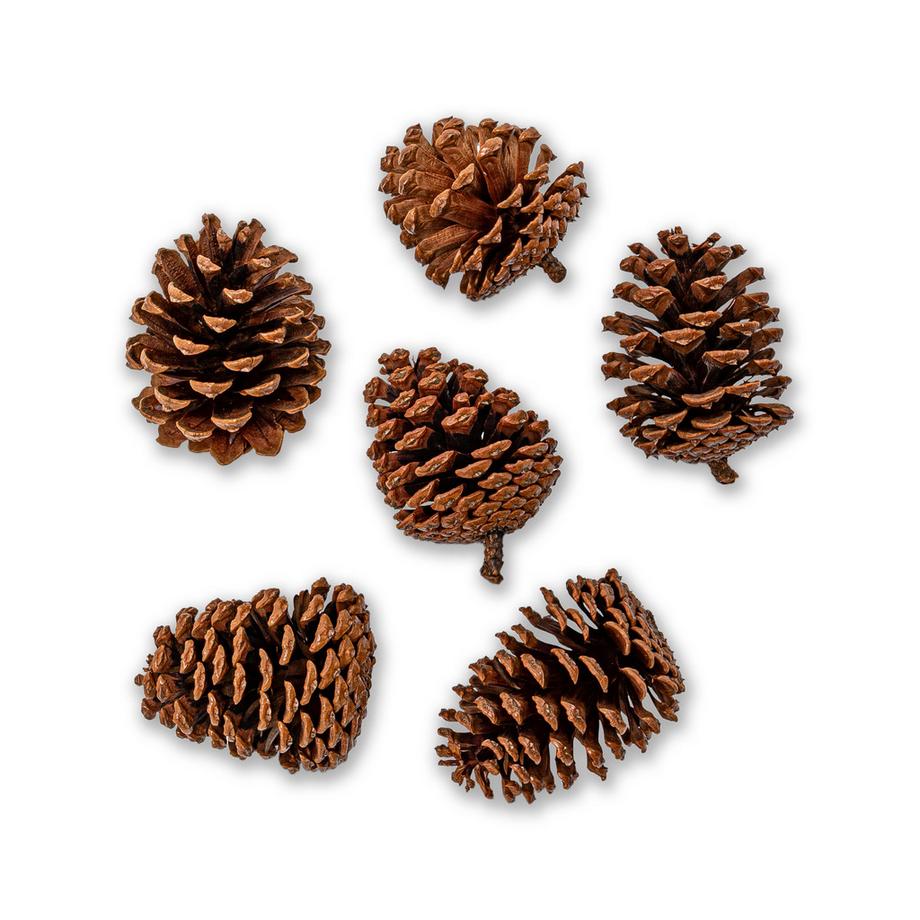 Manor Home Kit de décorations d'arbres de Noël Tannenzapfen 7-8 cm 