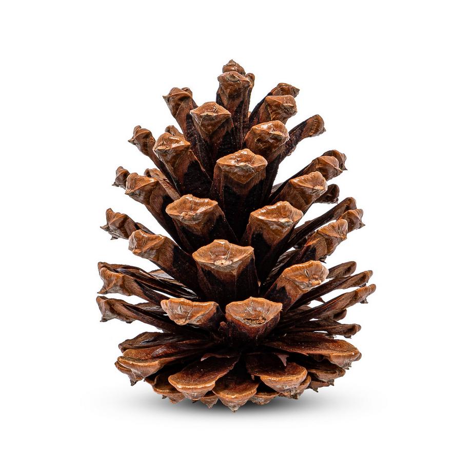 Manor Home Kit de décorations d'arbres de Noël Tannenzapfen 7-8 cm 
