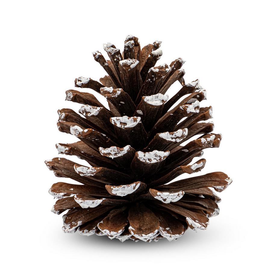 Manor Set di decorazione per l'albero di Natale Tannenzapfen 7-8 cm 