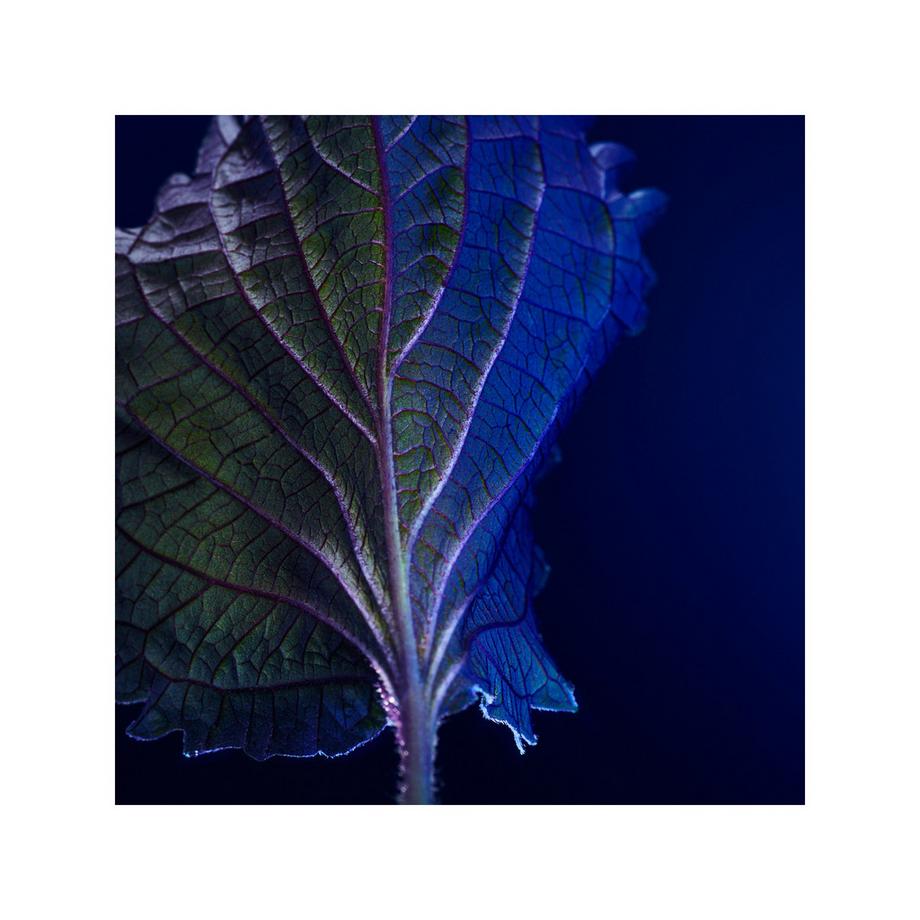 HUGO BOSS Triumph Elixir Parfum Intense  