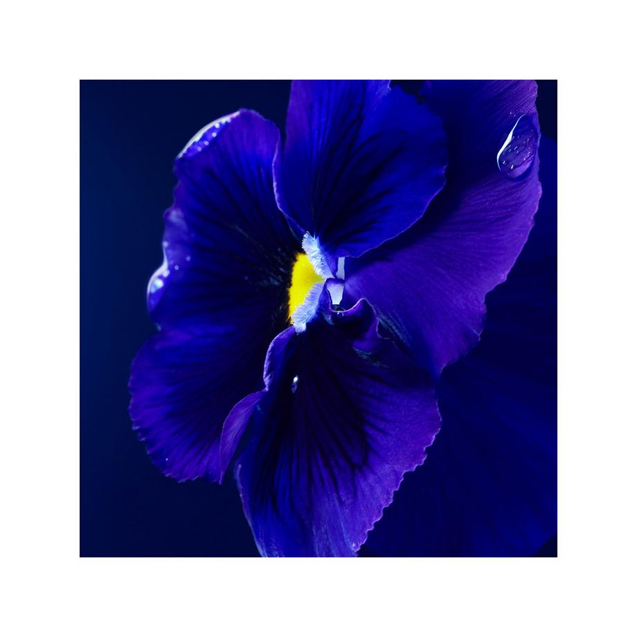 HUGO BOSS Triumph Elixir Parfum Intense  