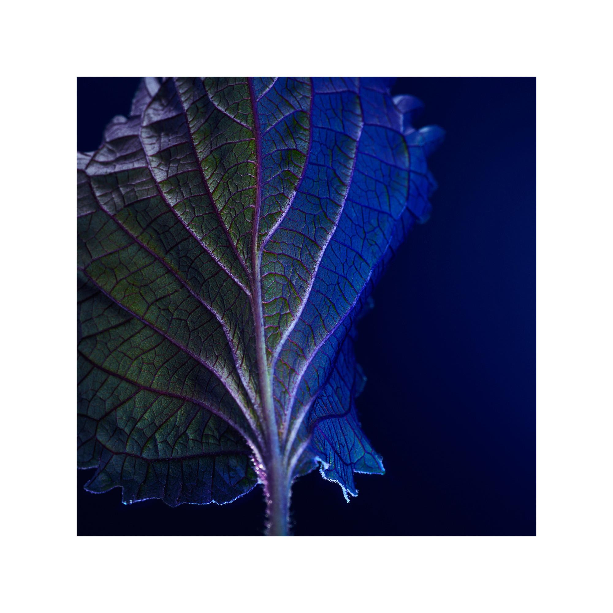 HUGO BOSS Triumph Elixir Parfum Intense  