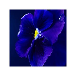 HUGO BOSS Triumph Elixir Parfum Intense  