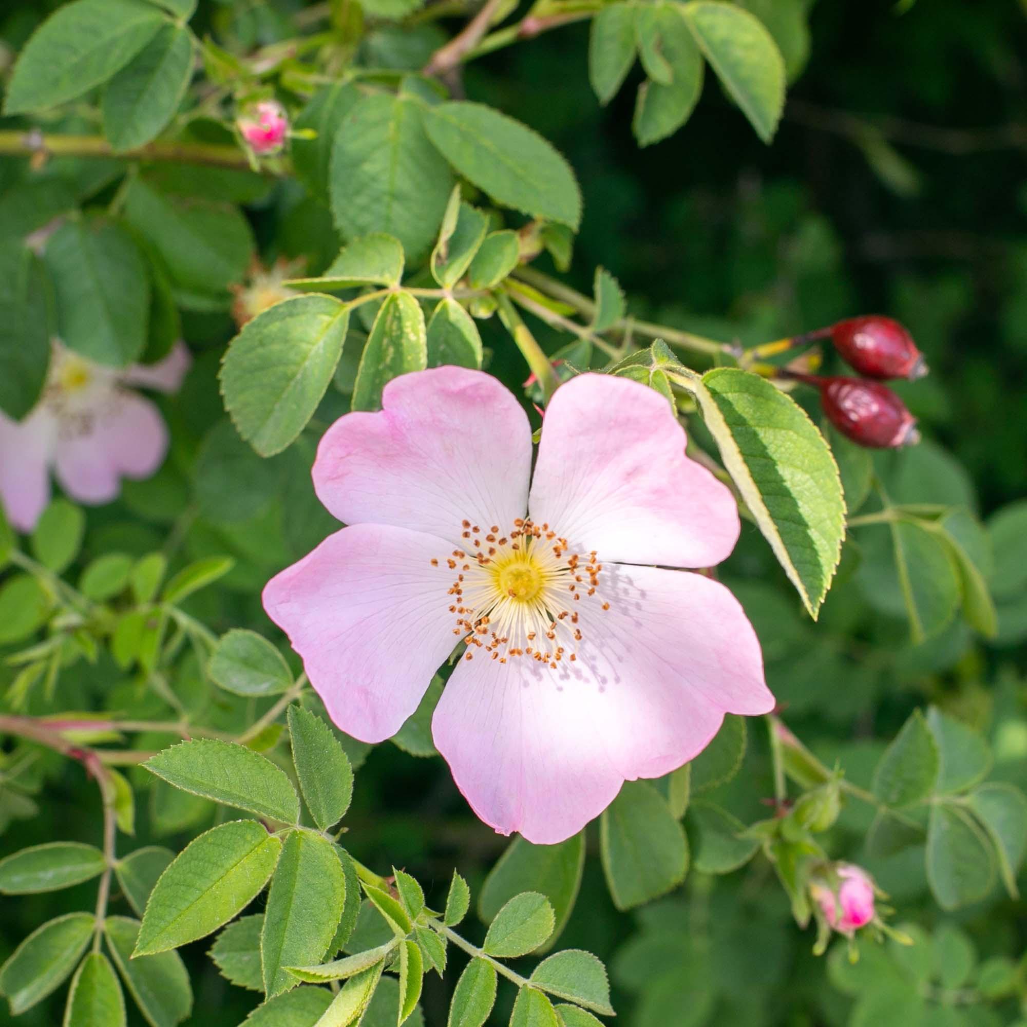 RAUSCH rosa selvatica Shampoo colorprotettivo Mini 