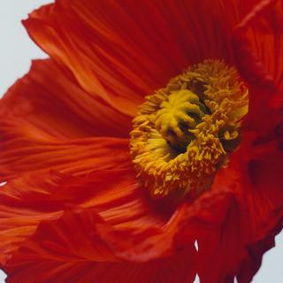 Jo Malone London  Scarlet Poppy Cologne Intense  