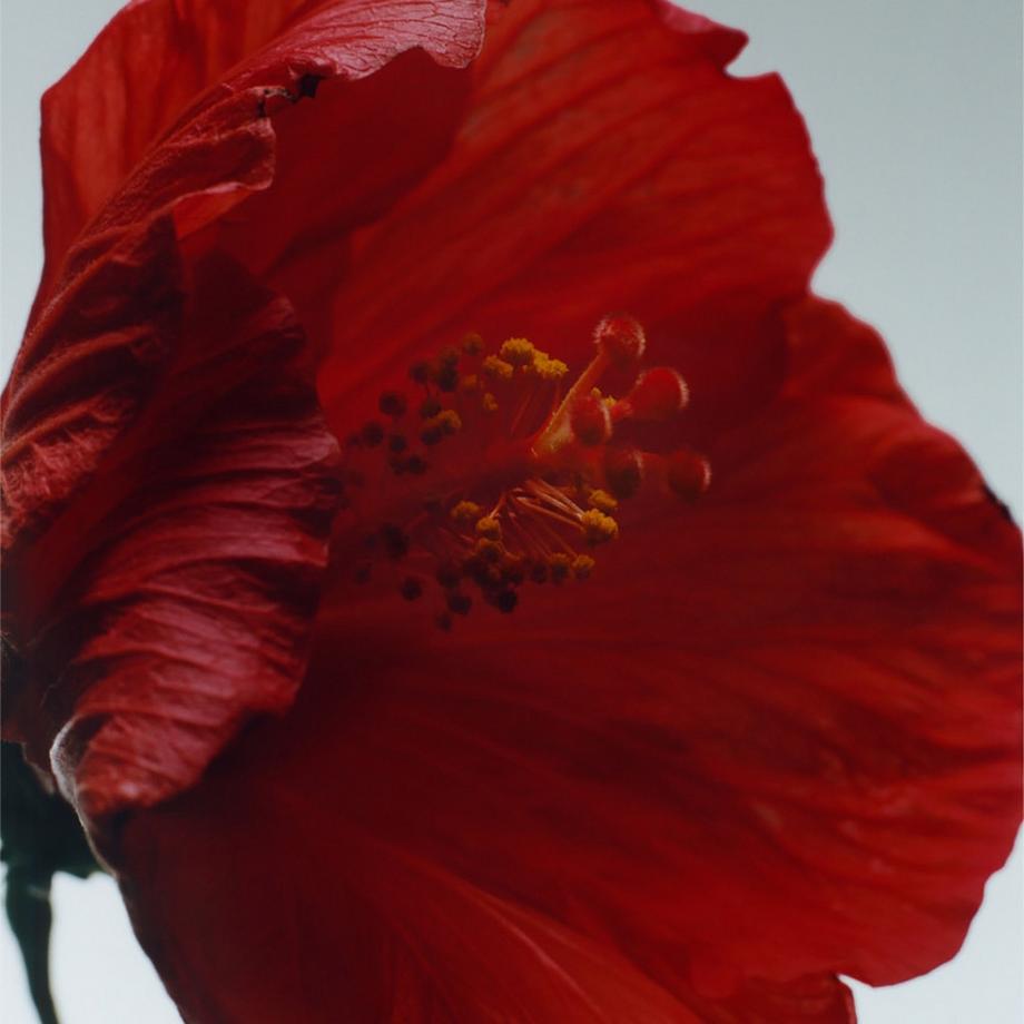 Jo Malone London Red Hibiscus Cologne Intense  