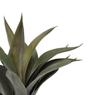 Manor Plante artificielle Agave 