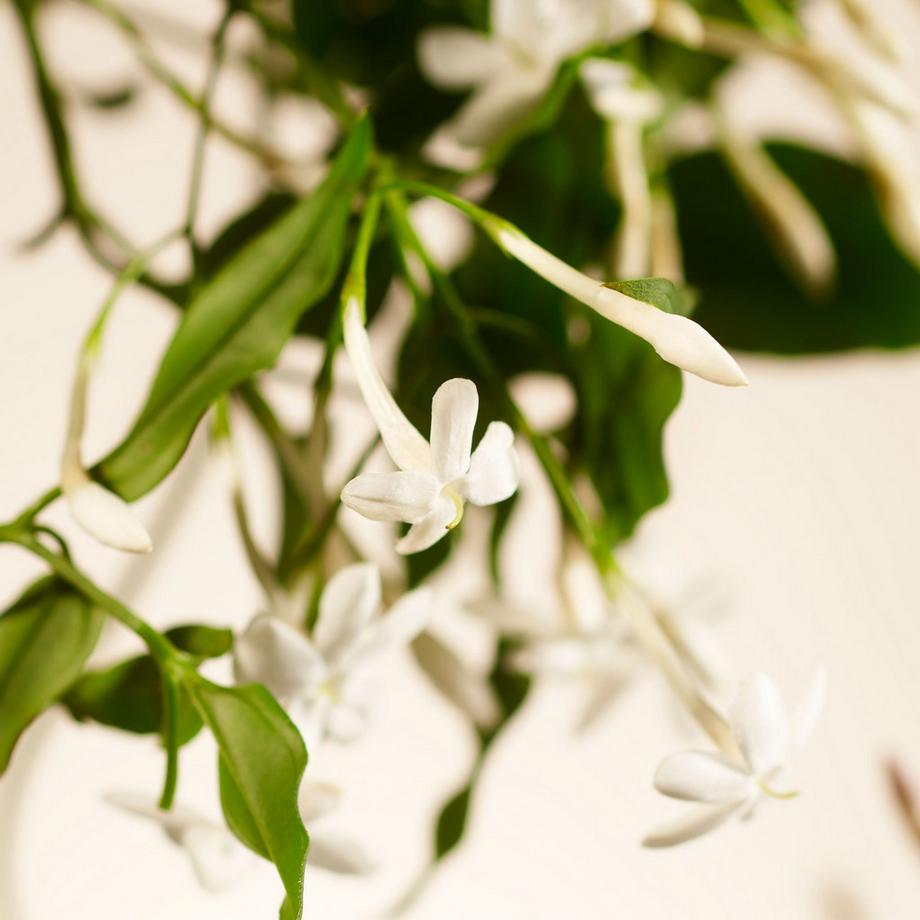 RITUALS Diffuseur d'arômes Sweet Jasmine 