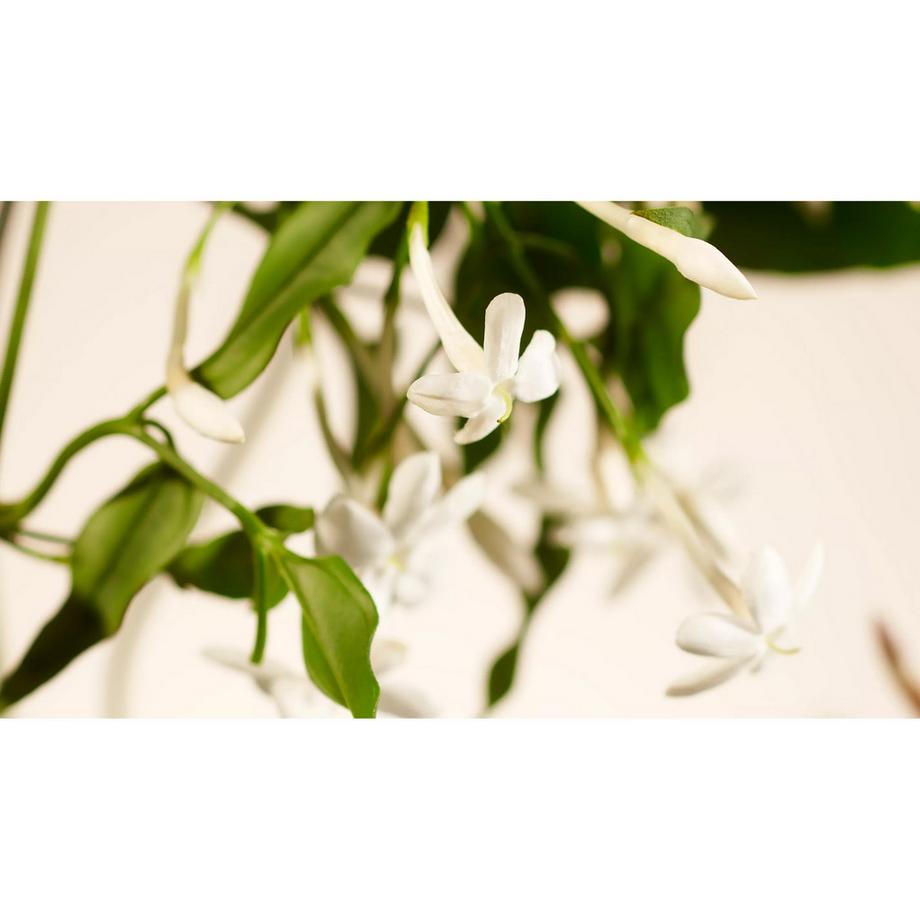 RITUALS Diffuseur d'arômes Sweet Jasmine 
