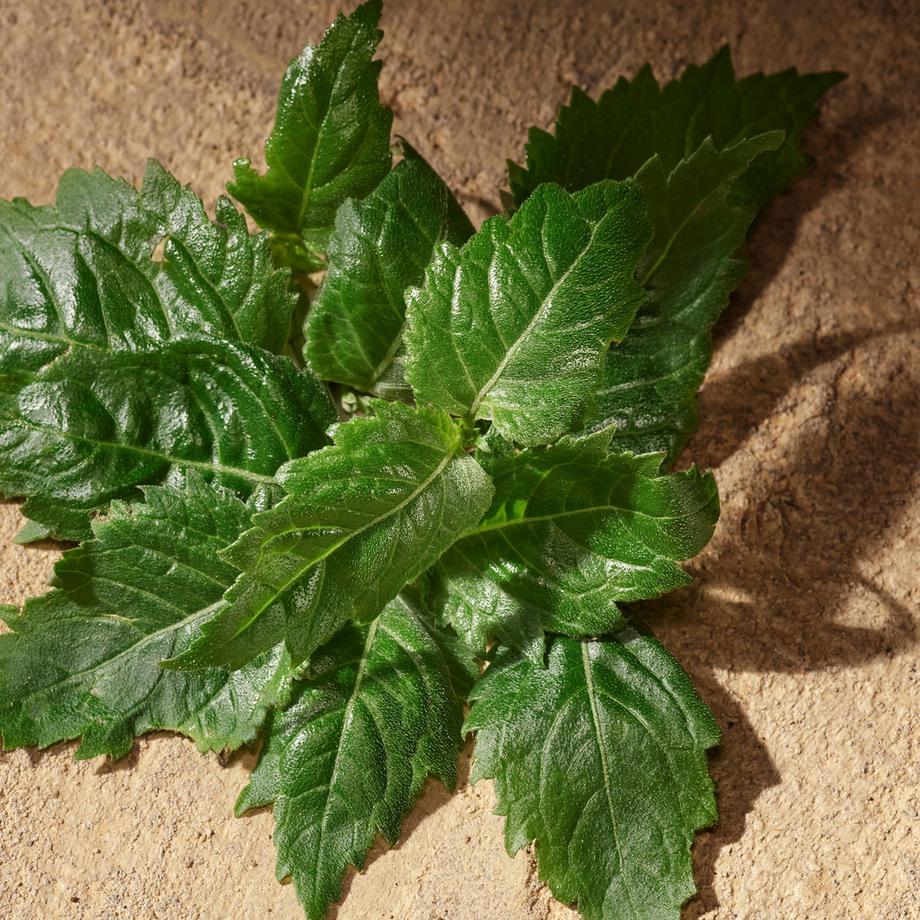 DOLCE&GABBANA Devotion For Men Eau de Parfum  