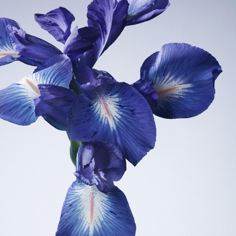 ARMANI Privé Iris Bleu  - Eau de Toilette  