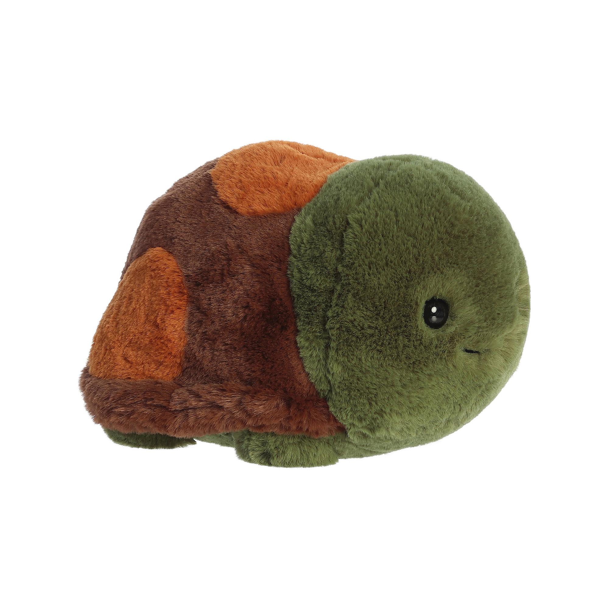 Aurora  Schildkröte 