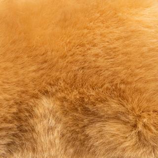 Leosco  Cucciolo di leonessa 