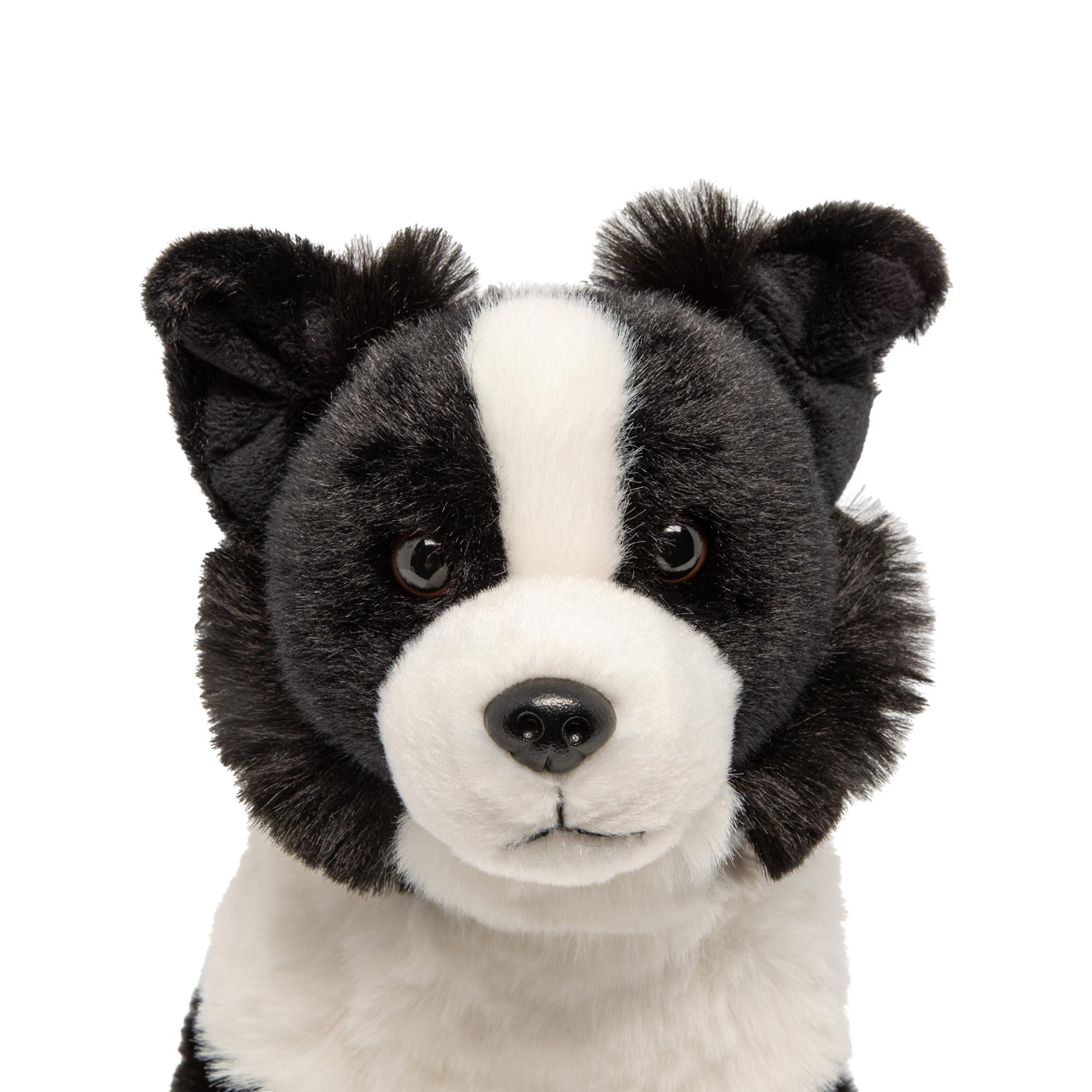 Leosco  Border Collie 