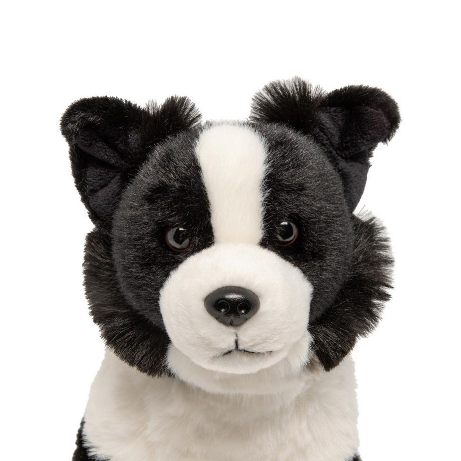 Leosco  Border Collie 