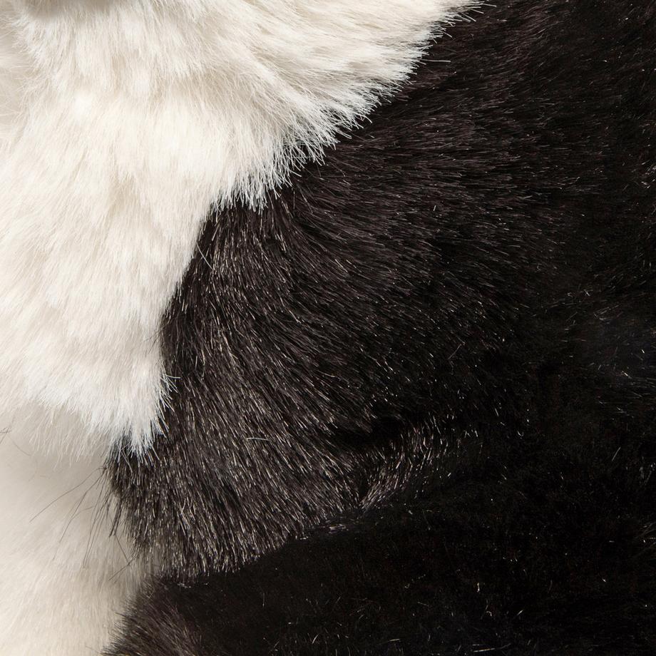 Leosco  Border Collie 