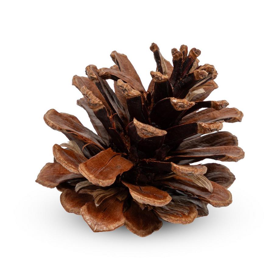 Manor Home Kit de décorations d'arbres de Noël Tannenzapfen 7-8 cm 