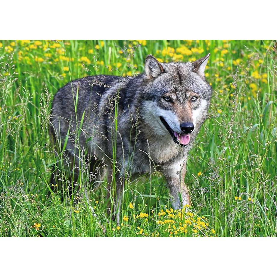 Ravensburger  Le loup dans le Natur- und Tierpark Goldau, 1000 pièces 