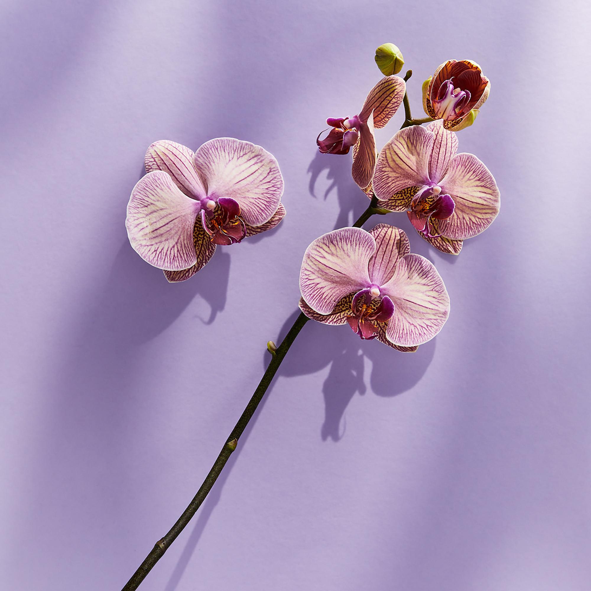 NIVEA  Geschenkset Cashmere Love 