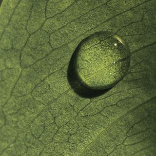 Fresh  Black Tea Renewal Serum 