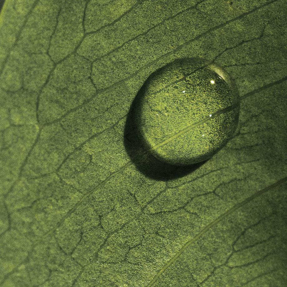 Fresh  Black Tea Renewal Serum 