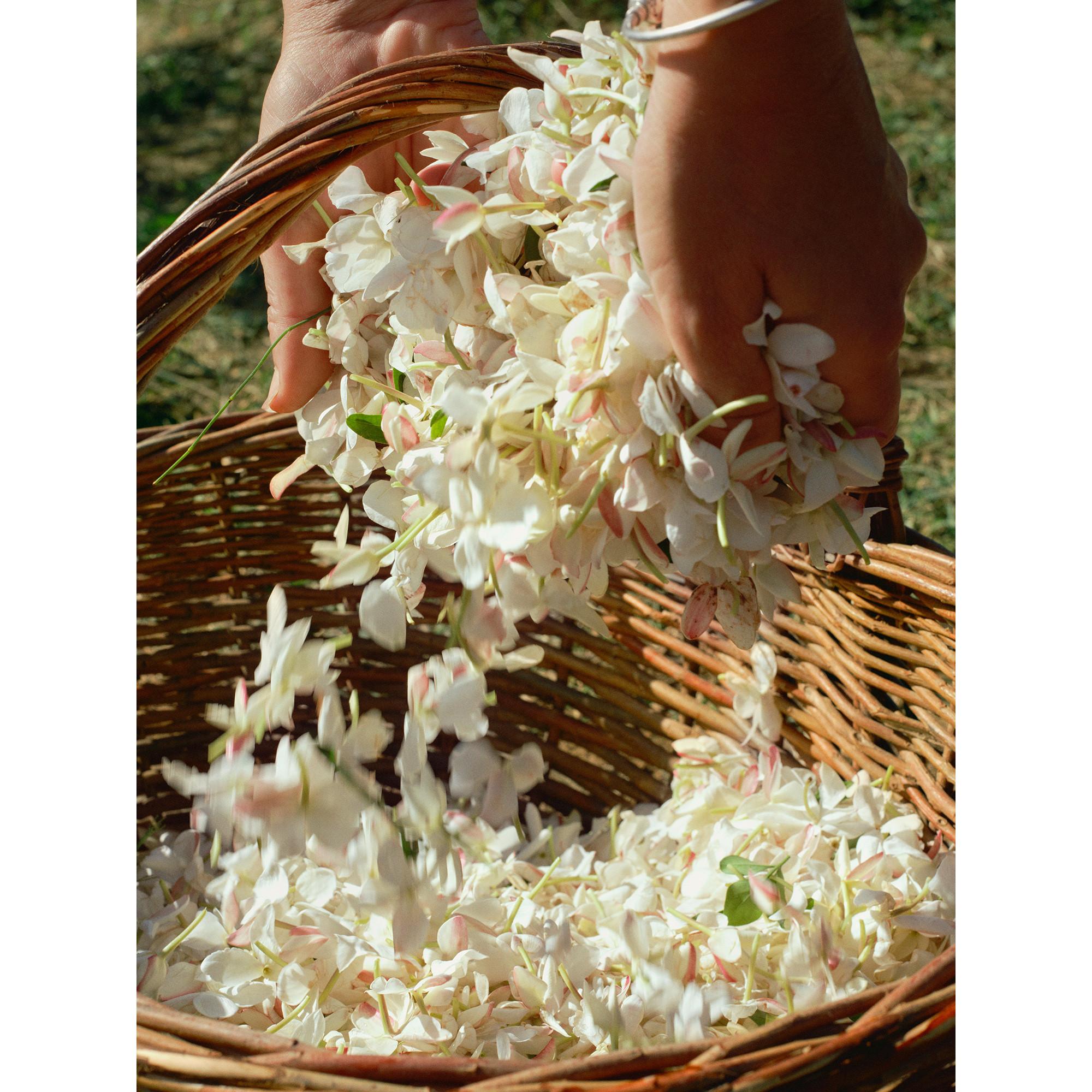 ACQUA DI PARMA Gelsomino al Freddo, Eau de Parfum  