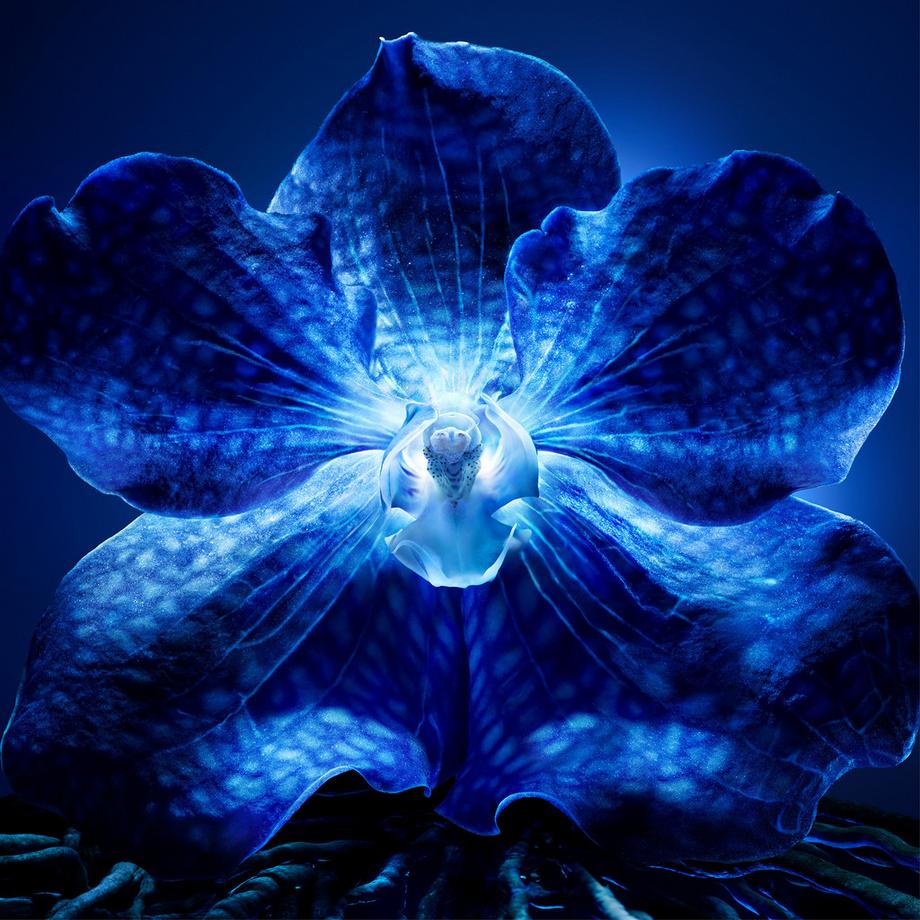 Guerlain  Orchidée Impériale La Crème de Longévité 