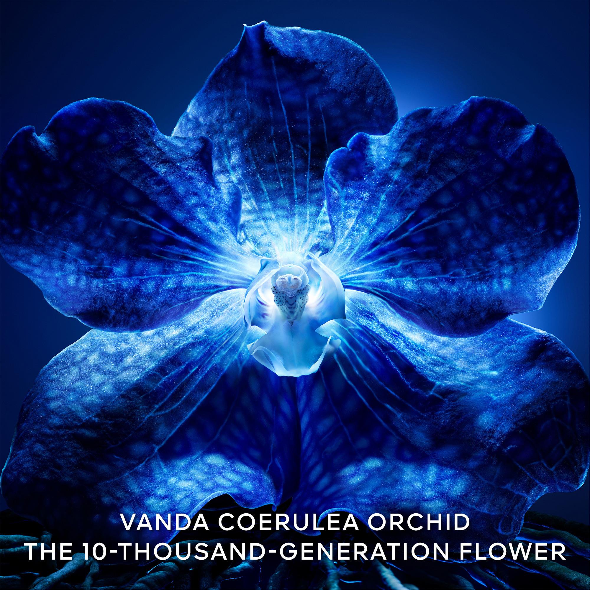 Guerlain  Orchidée Impériale La Crème Riche de Longévité - La Recharge 