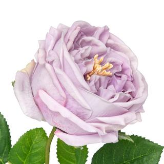 Manor Fleur artificielle Rosa Elide Ramo 