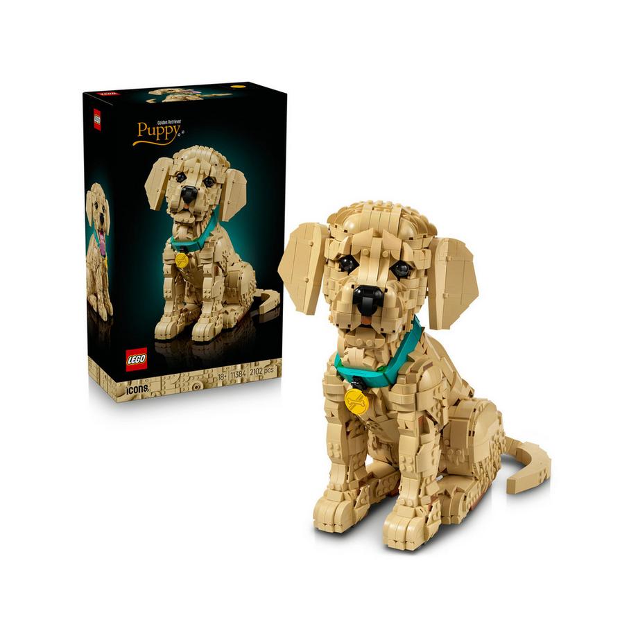 11384 Golden Retriever Welpe