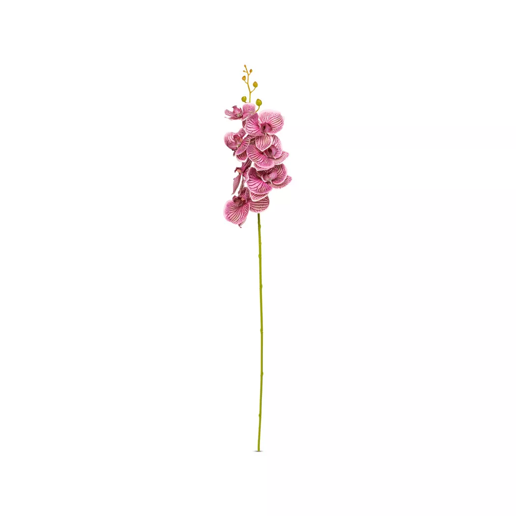 Manor Artificial Orchid Bicolor 72 cm