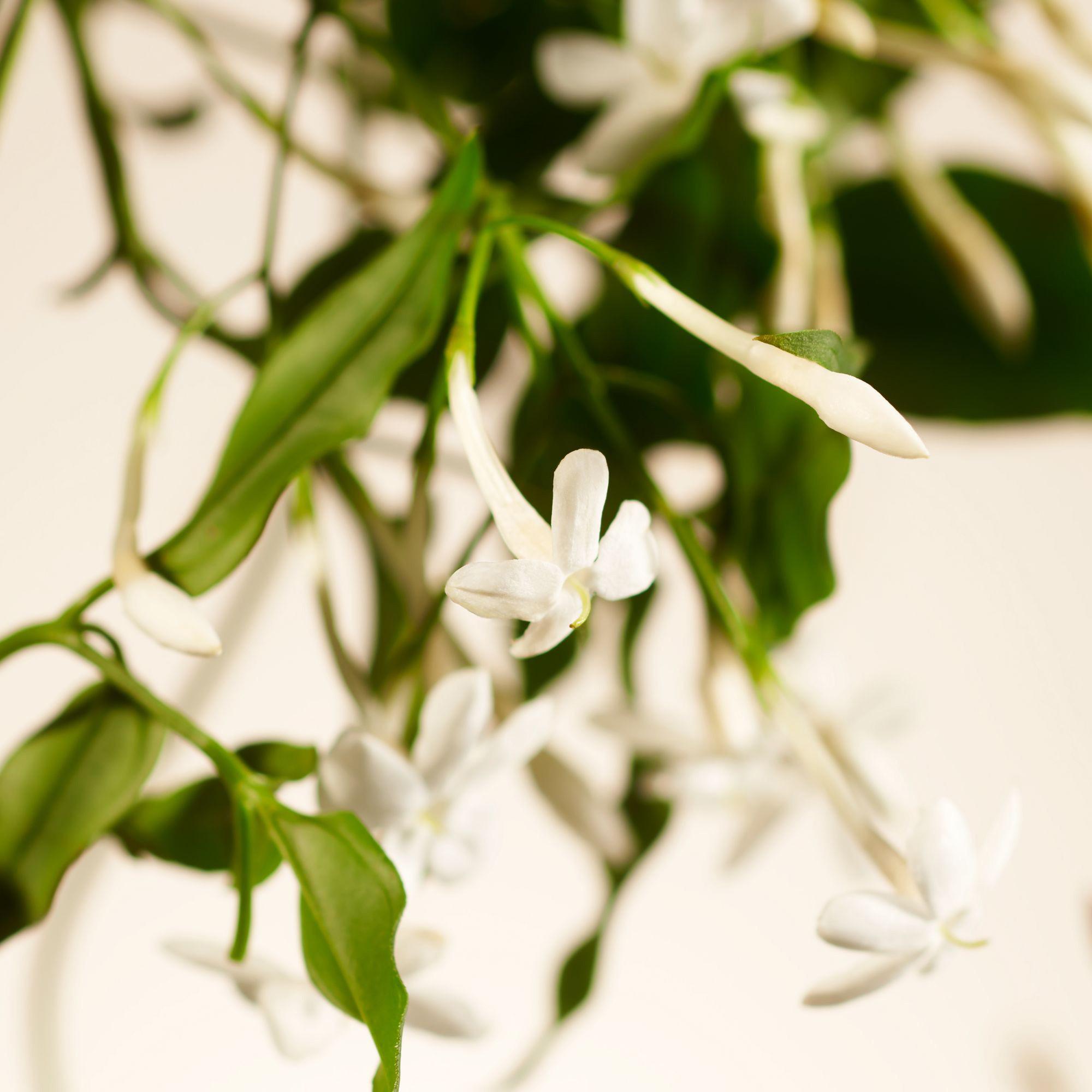 RITUALS Sweet Jasmine Private Sweet Jasmine Set 