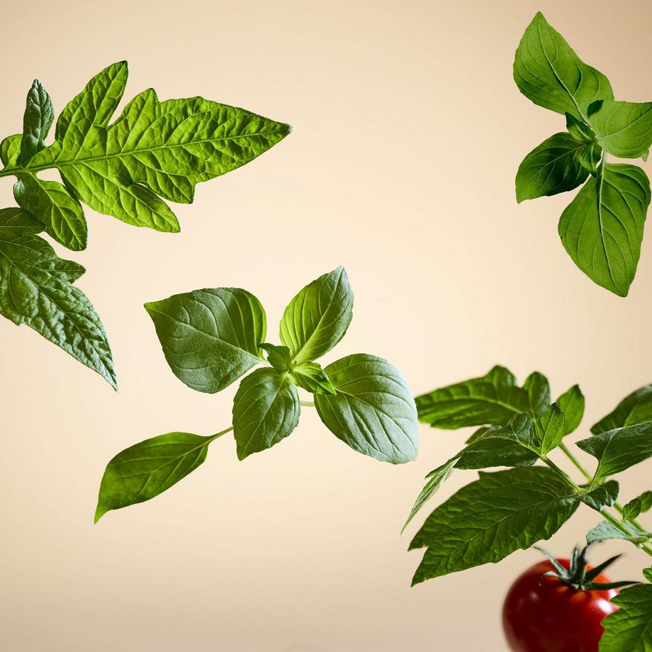 RITUALS  White Basil 