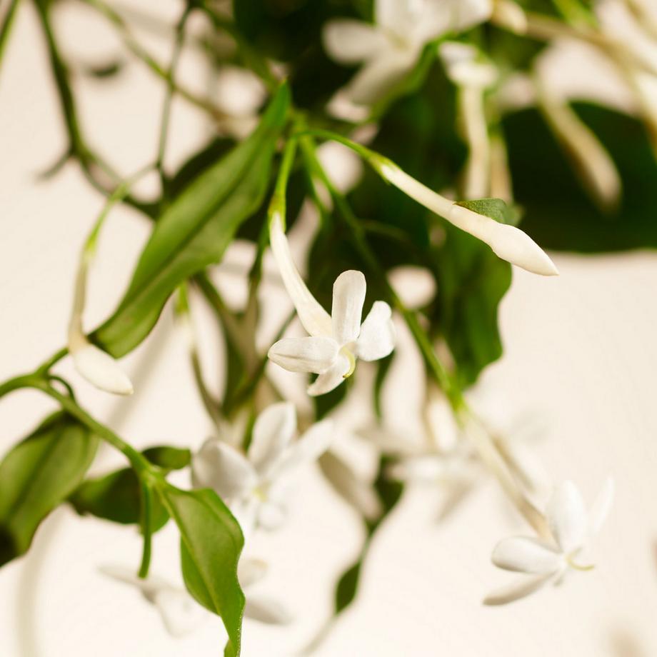 RITUALS  Sweet Jasmine 