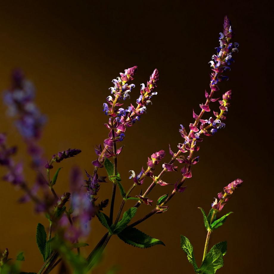 RITUALS Savage Garden Scented Candle Savage Garden 