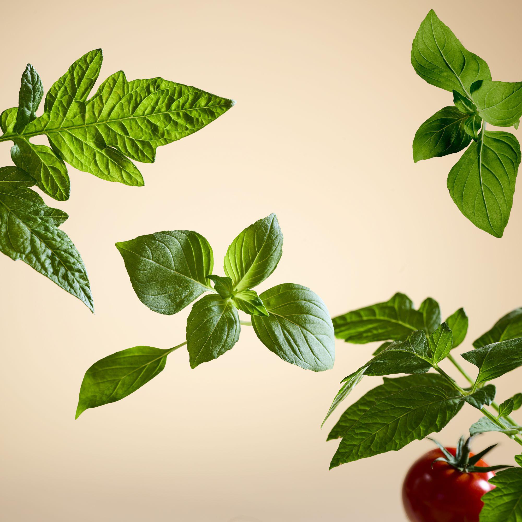 RITUALS White Basil Scented Candle White Basil 